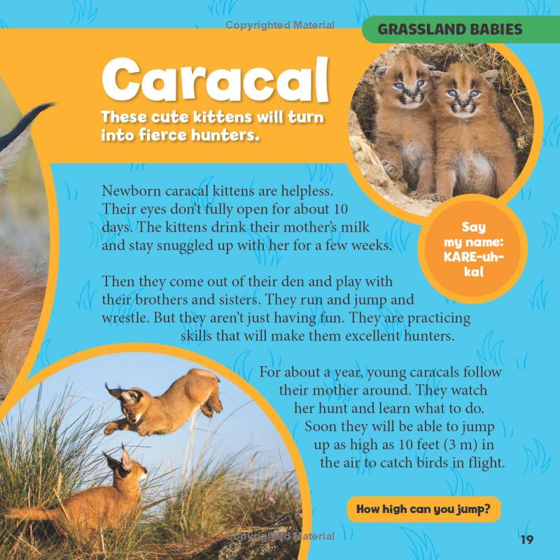 national geographic little kids first big book of baby animals