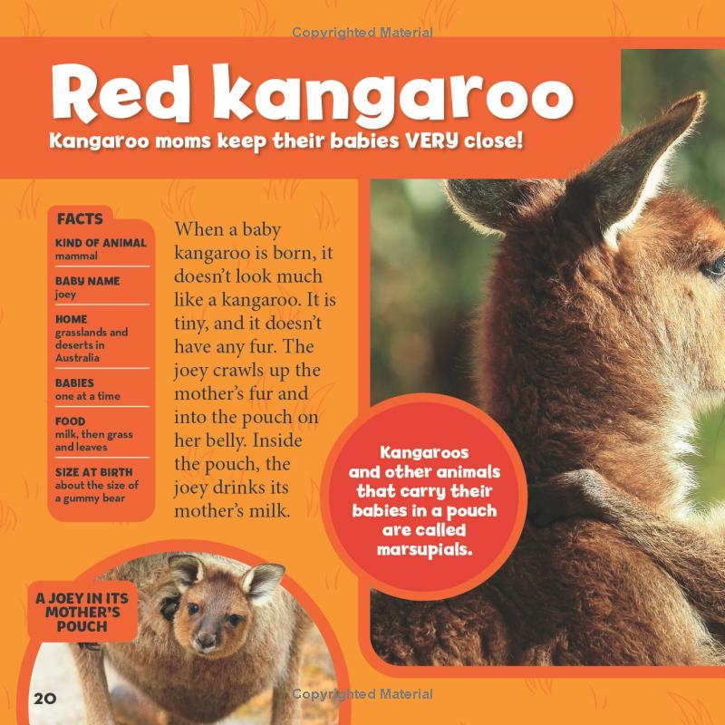 national geographic little kids first big book of baby animals