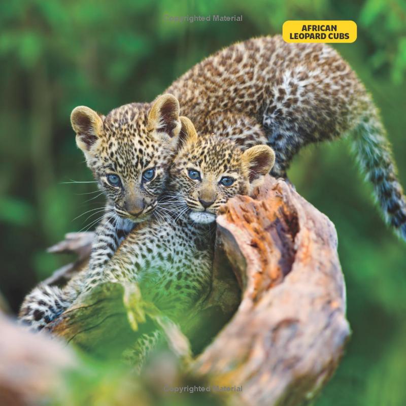 national geographic little kids first big book of baby animals