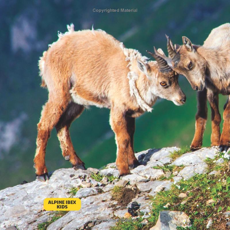 national geographic little kids first big book of baby animals