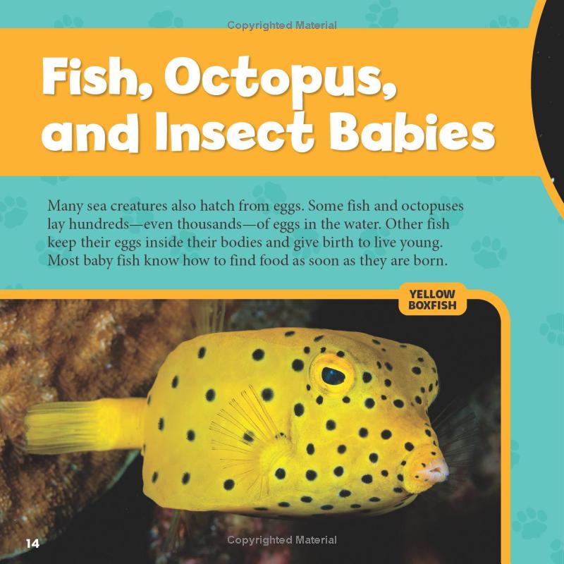 national geographic little kids first big book of baby animals