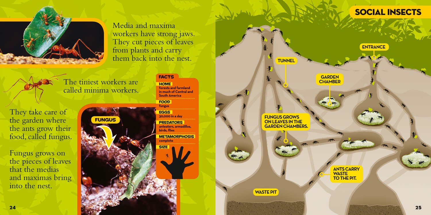 national geographic little kids first big book of bugs