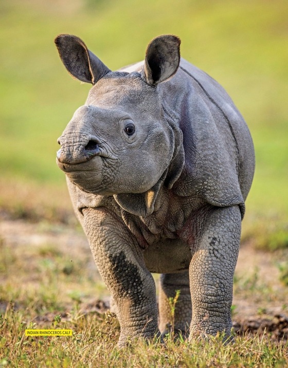 national geographic little kids first big book of sports