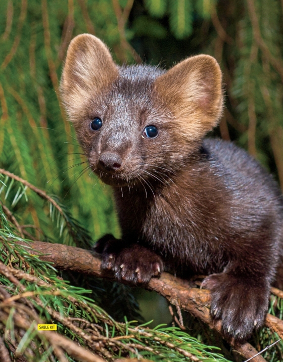 national geographic little kids first big book of sports