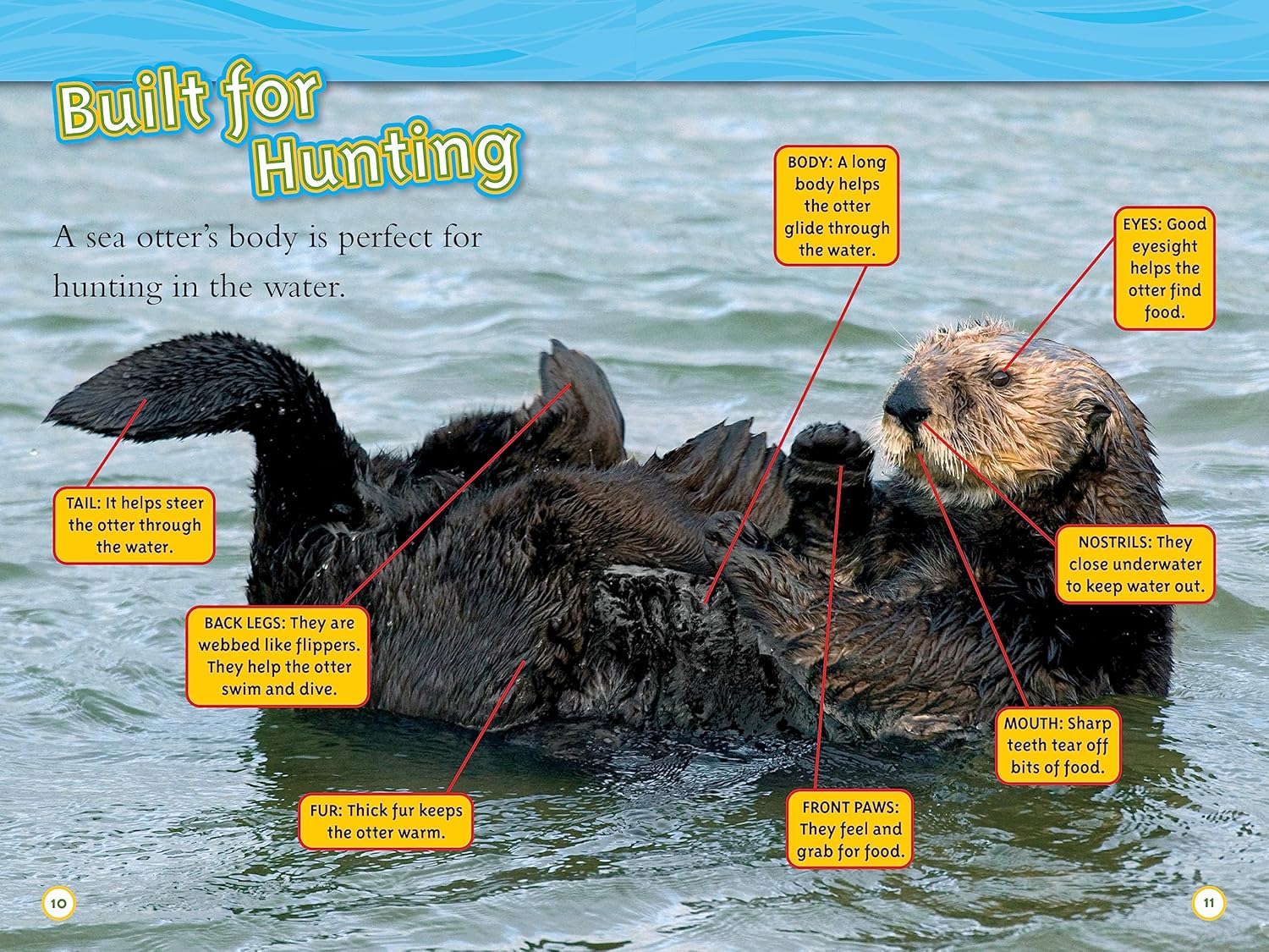 national geographic readers animal all-stars collection