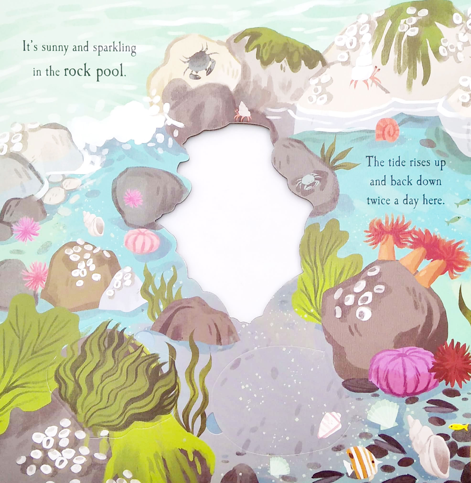 nature die-cut book - let's explore! the ocean