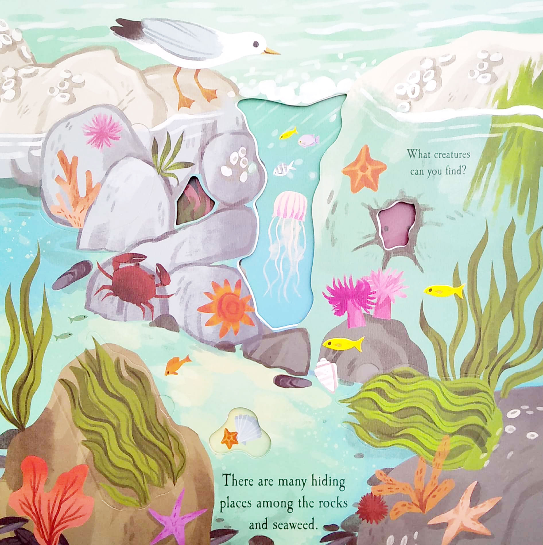 nature die-cut book - let's explore! the ocean