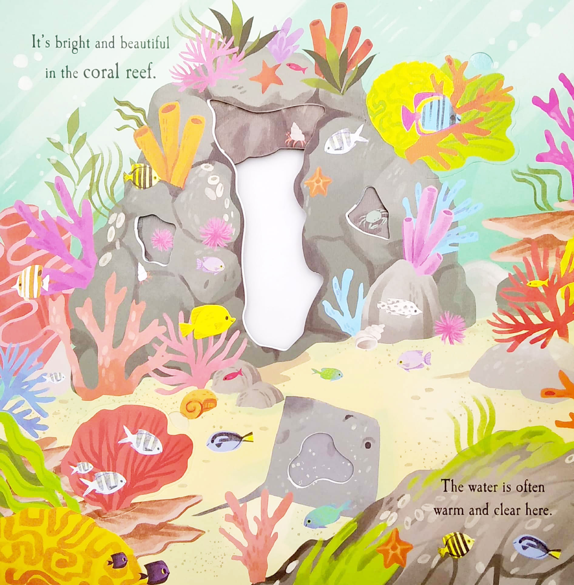 nature die-cut book - let's explore! the ocean