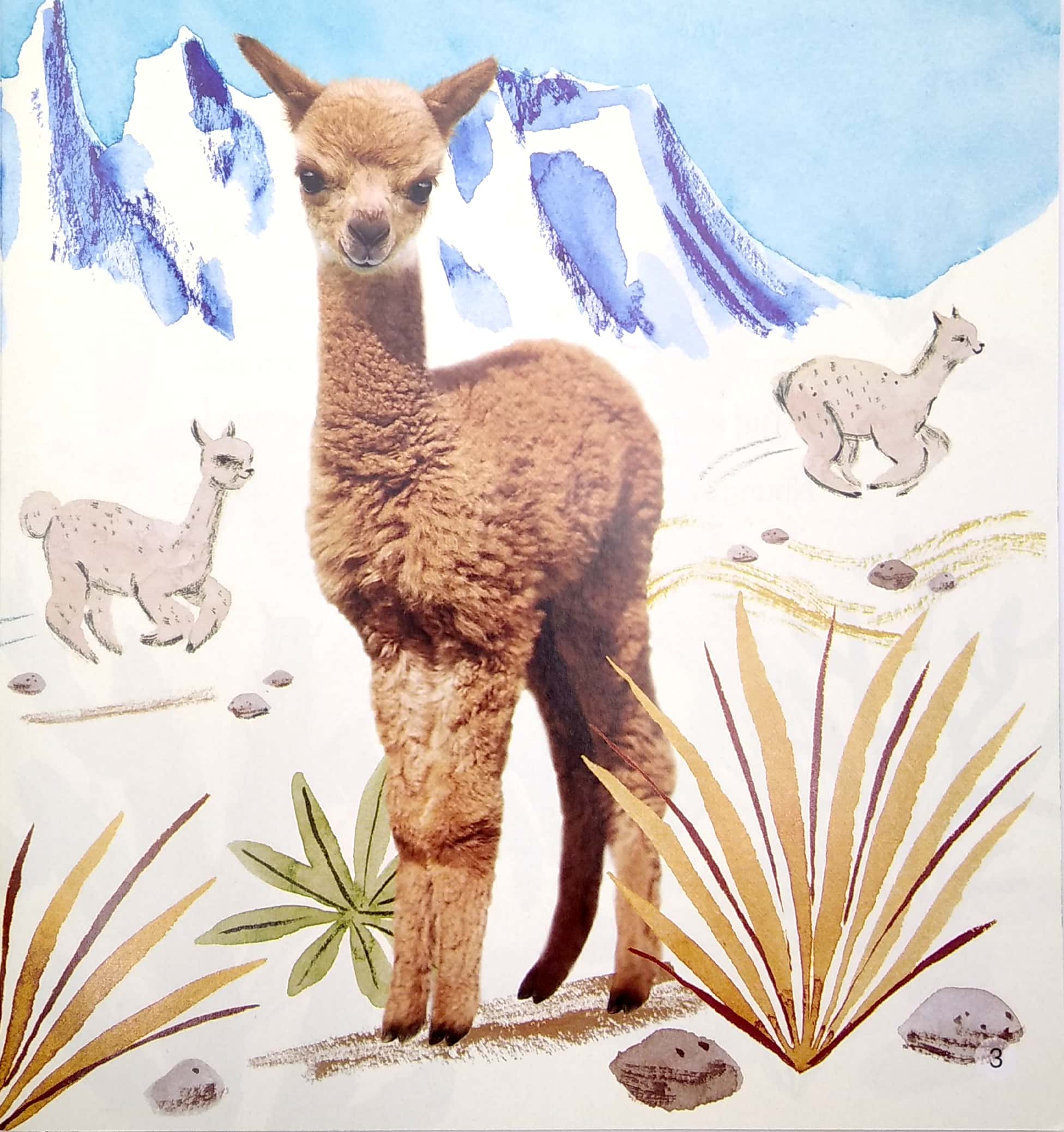 ngủ ngon nhé, lạc đà nhỏ!