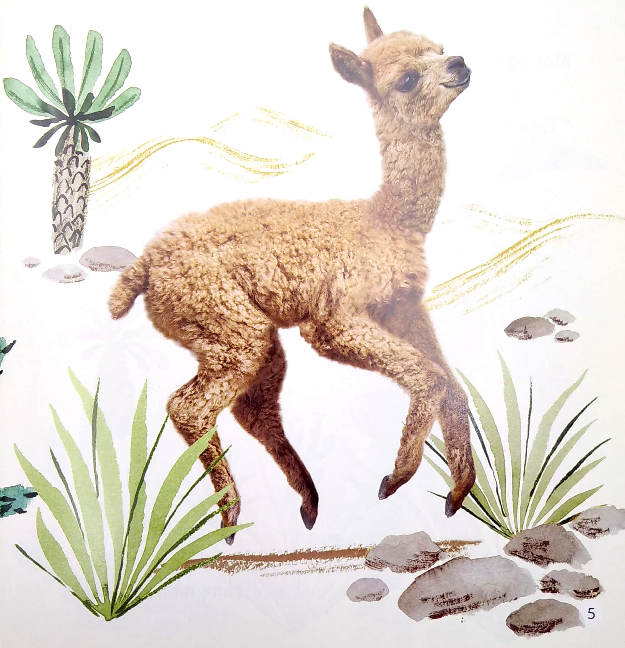 ngủ ngon nhé, lạc đà nhỏ!