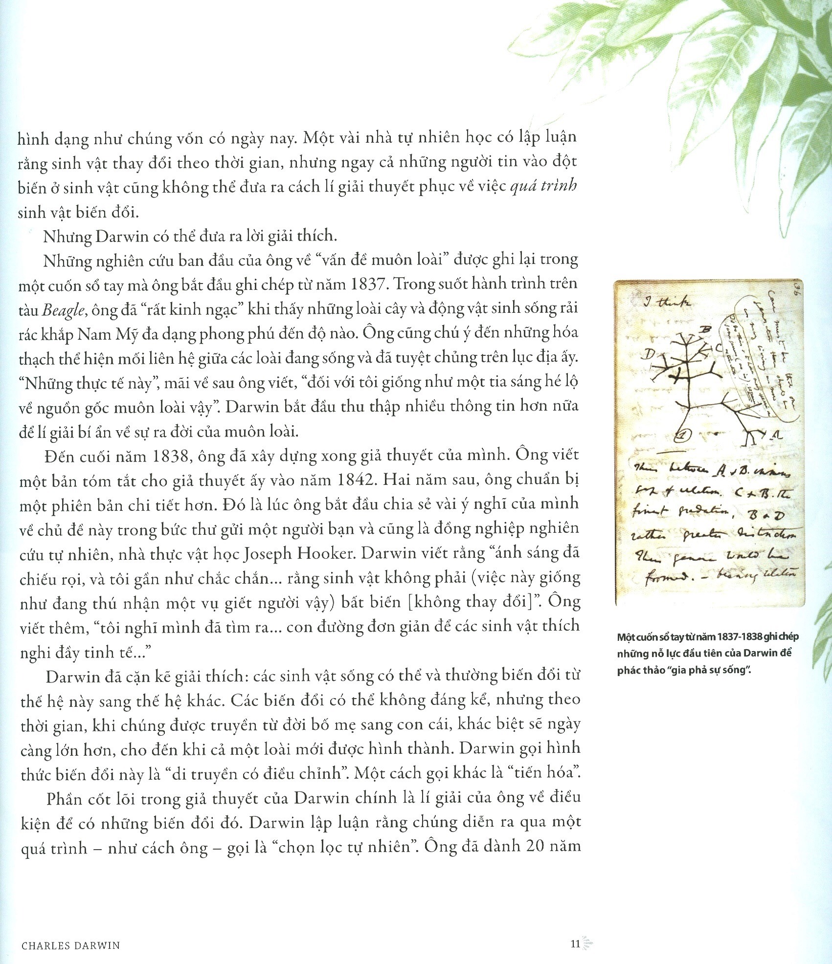 Nguon Goc Muon Loai - Phien Ban Danh Cho Gioi Tre - Bia Cung (Tai Ban 2025)