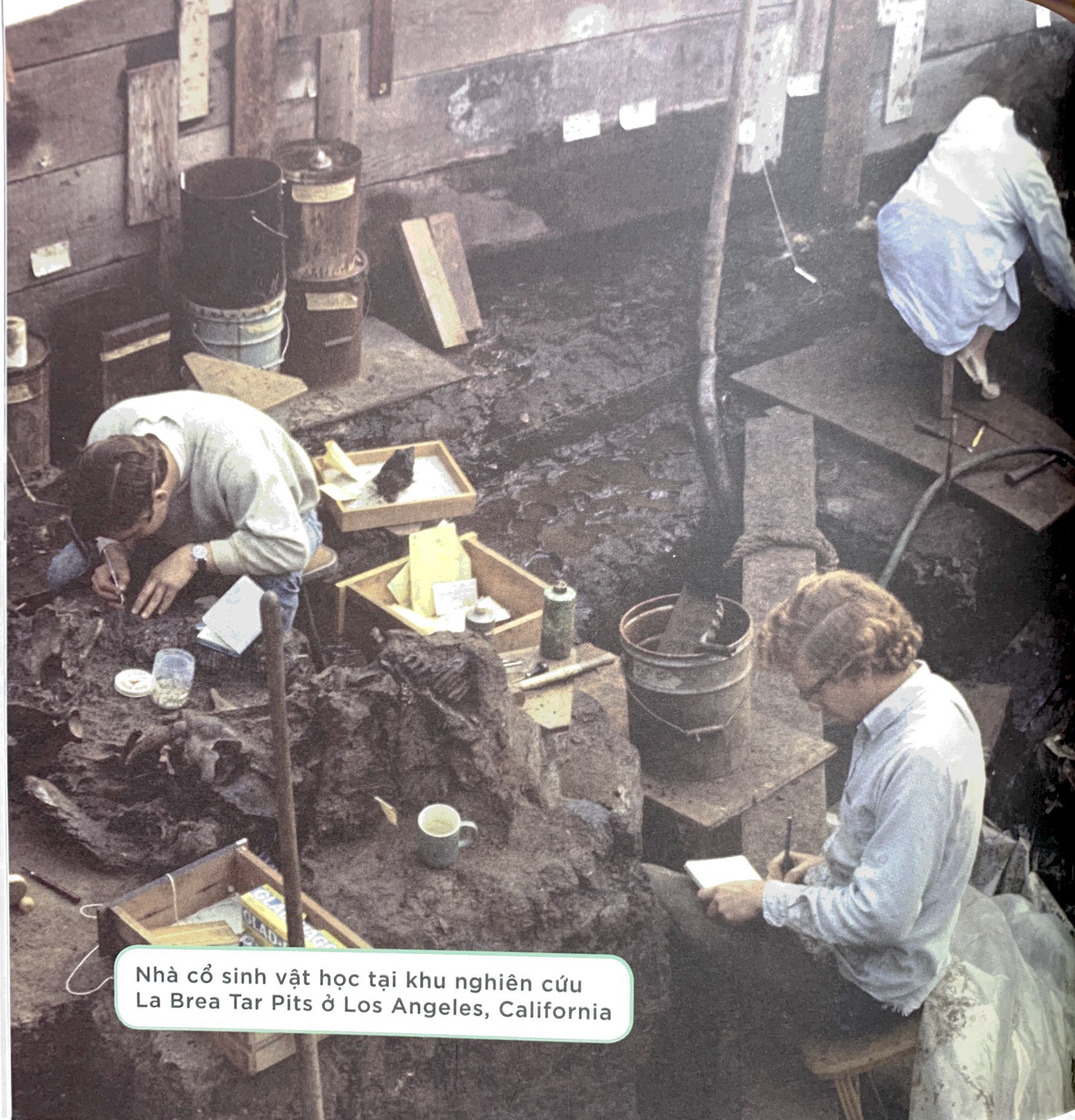 nhà khoa học nhí - nghiên cứu hóa thạch - xương khủng long, động vật cổ đại và thời tiền sử