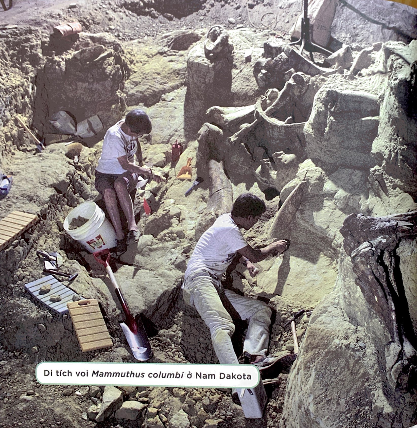 nhà khoa học nhí - nghiên cứu hóa thạch - xương khủng long, động vật cổ đại và thời tiền sử