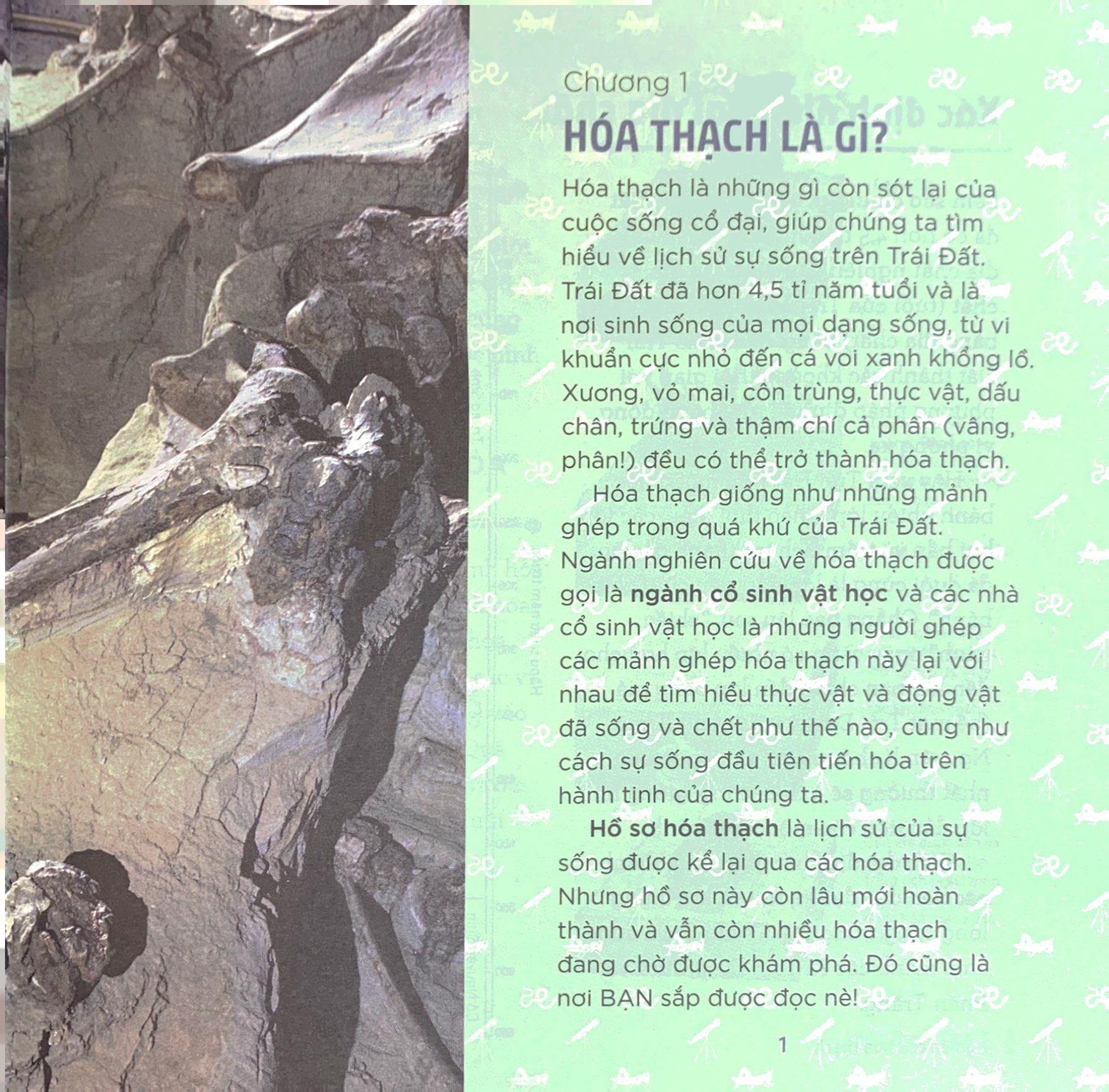 nhà khoa học nhí - nghiên cứu hóa thạch - xương khủng long, động vật cổ đại và thời tiền sử