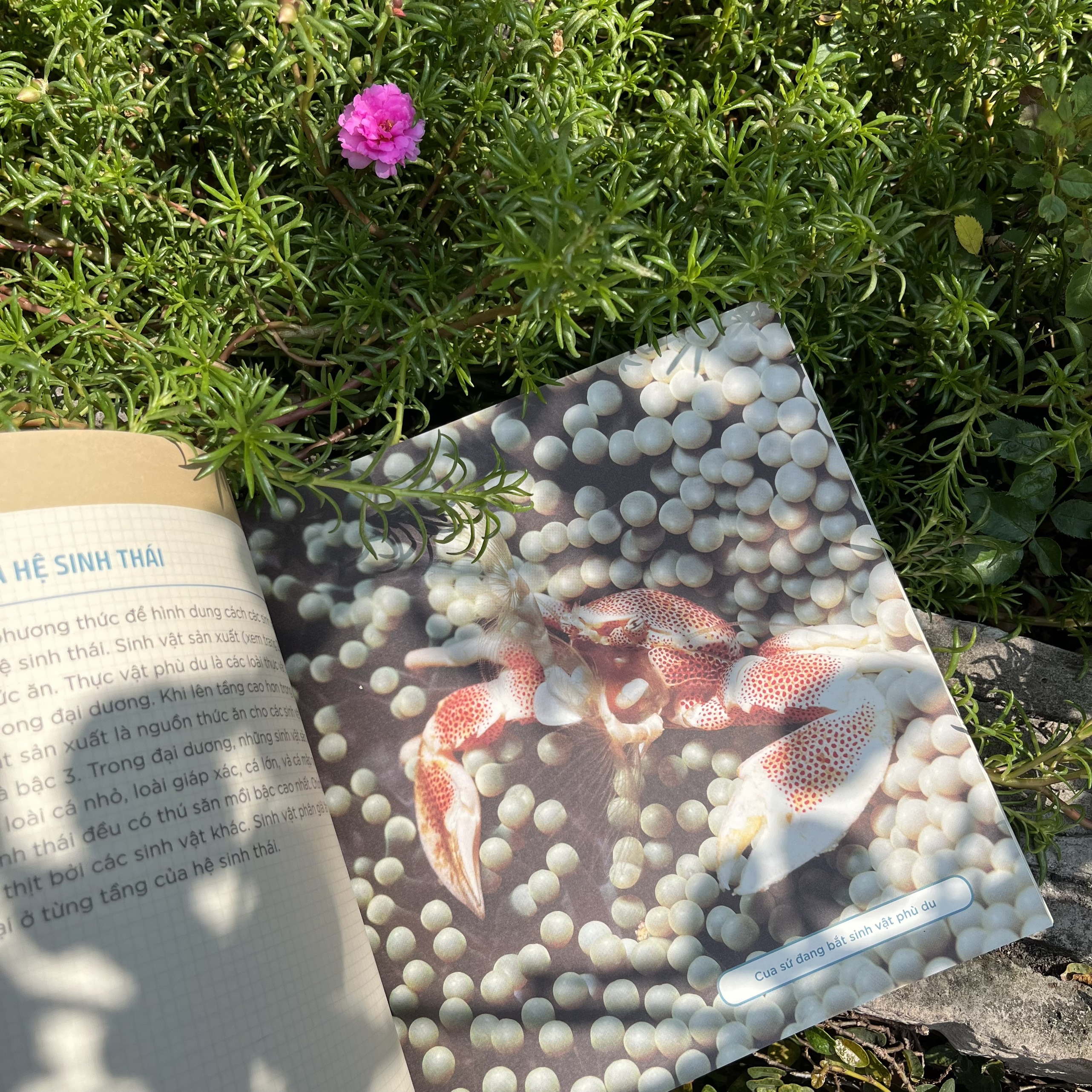 nhà khoa học nhí - trái đất của chúng ta - nước, không khí và sự sống trong sinh quyển