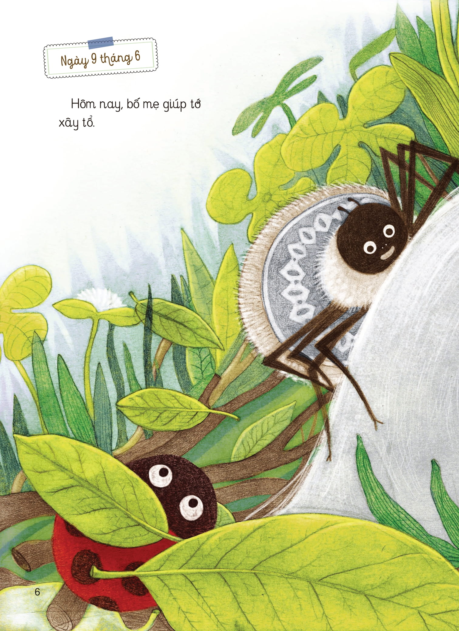 nhật kí thế giới côn trùng và những loài cùng hệ sinh thái - nhật kí nhện