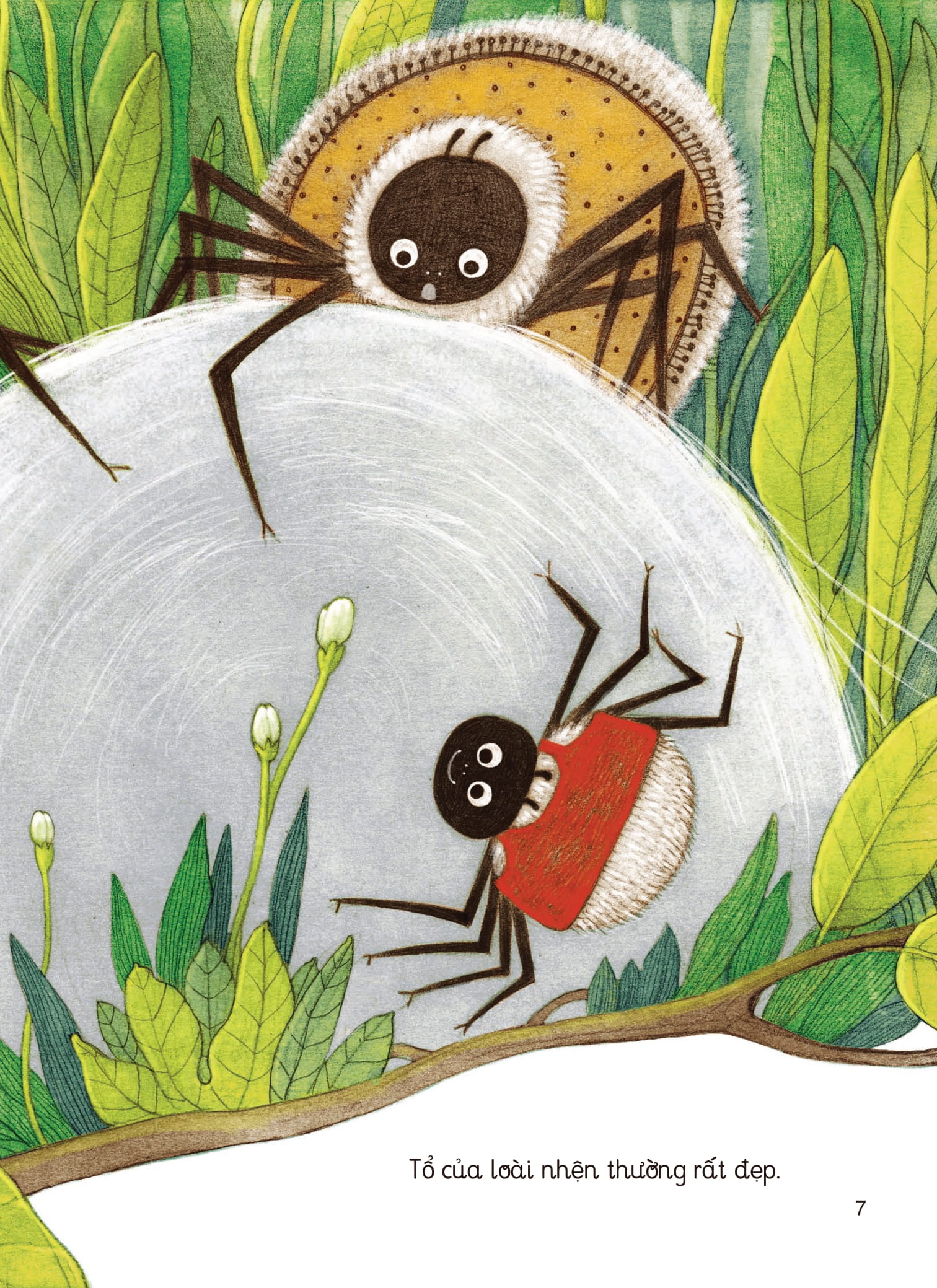 nhật kí thế giới côn trùng và những loài cùng hệ sinh thái - nhật kí nhện