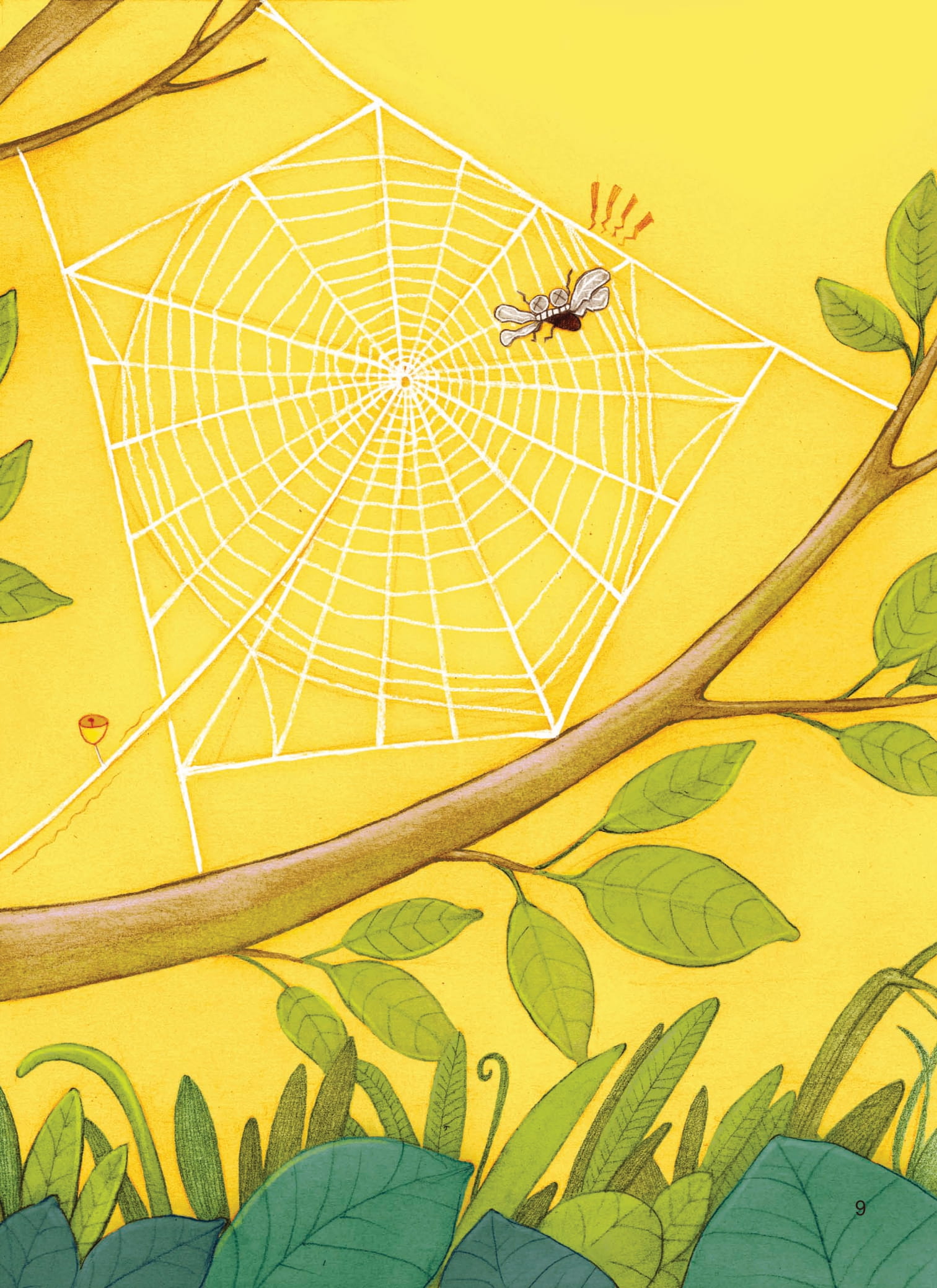 nhật kí thế giới côn trùng và những loài cùng hệ sinh thái - nhật kí nhện