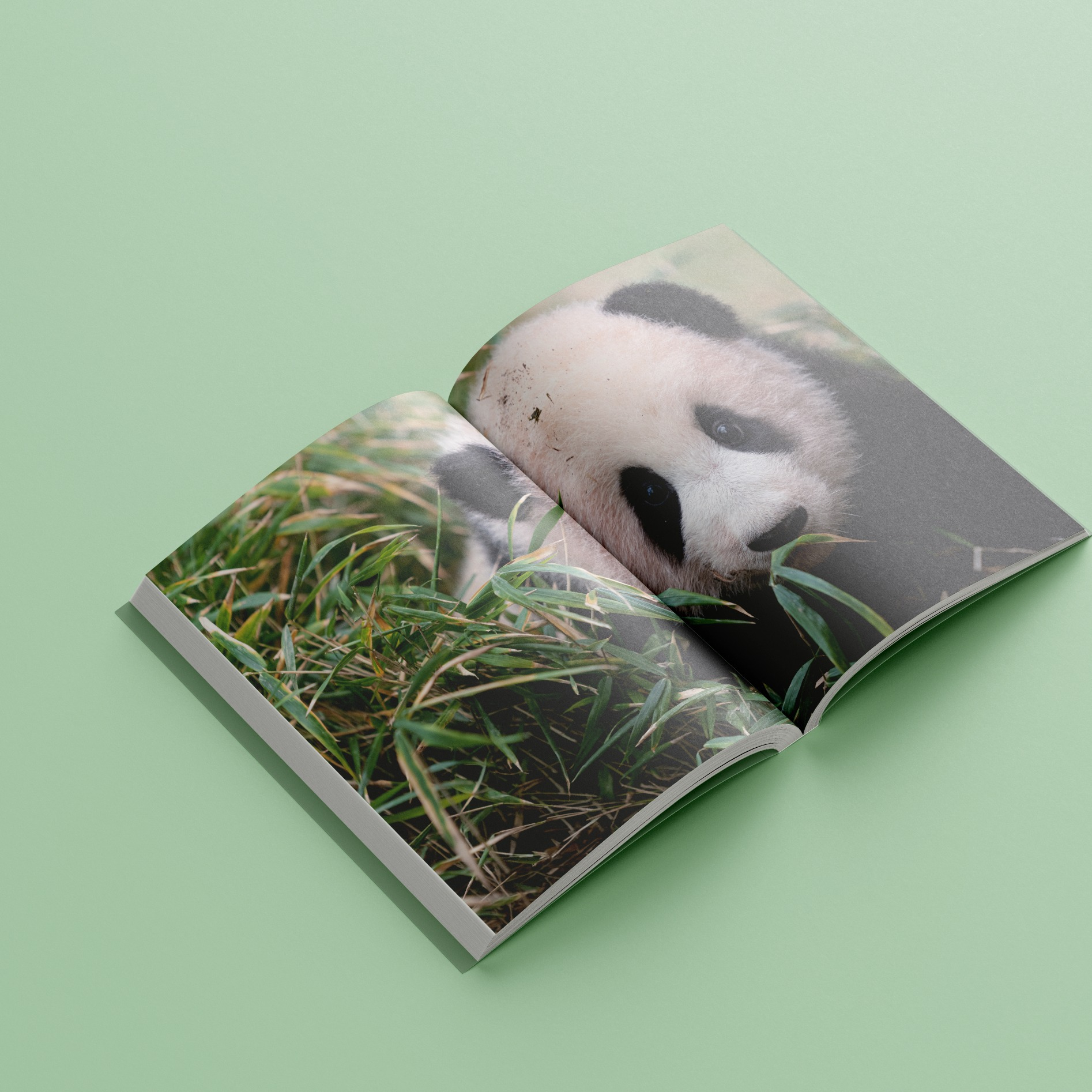 nhật ký hạnh phúc của công chúa fubao (tái bản) - tặng kèm bookmark