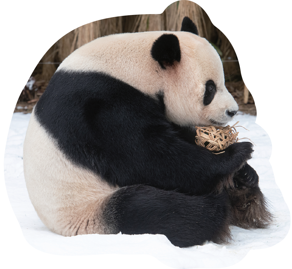 nhật ký hạnh phúc của công chúa fubao (tái bản) - tặng kèm bookmark