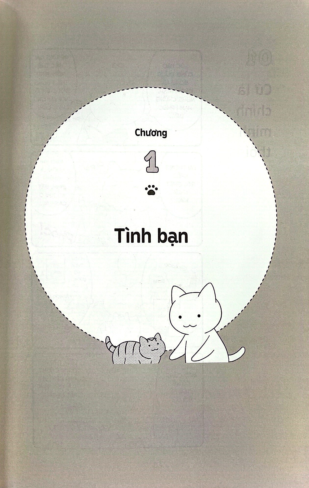 những bài học cuộc sống từ đám mèo nhà tôi