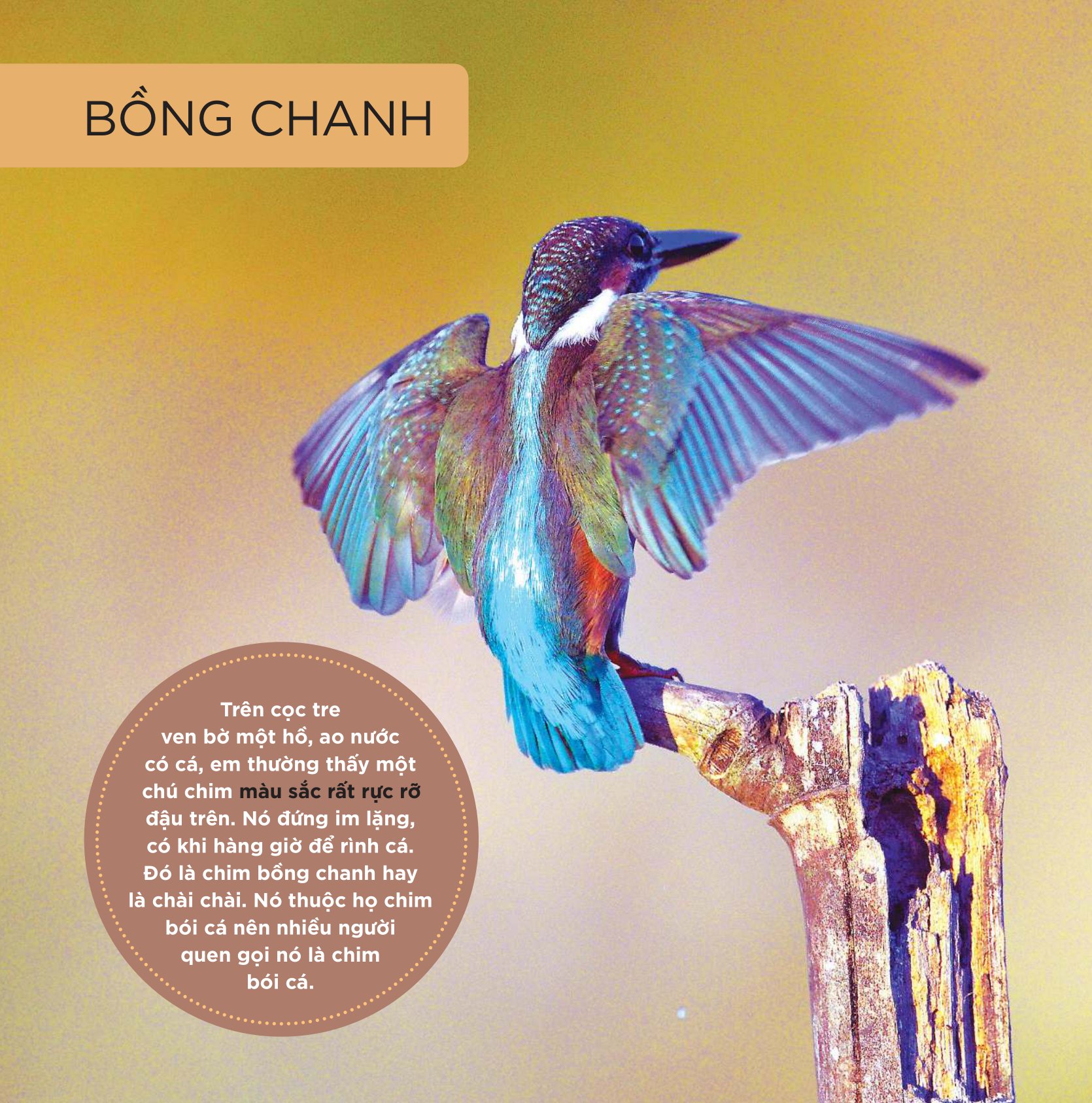 Những Cánh Chim Hoang Dã - 45 Loài Chim Đẹp Việt Nam