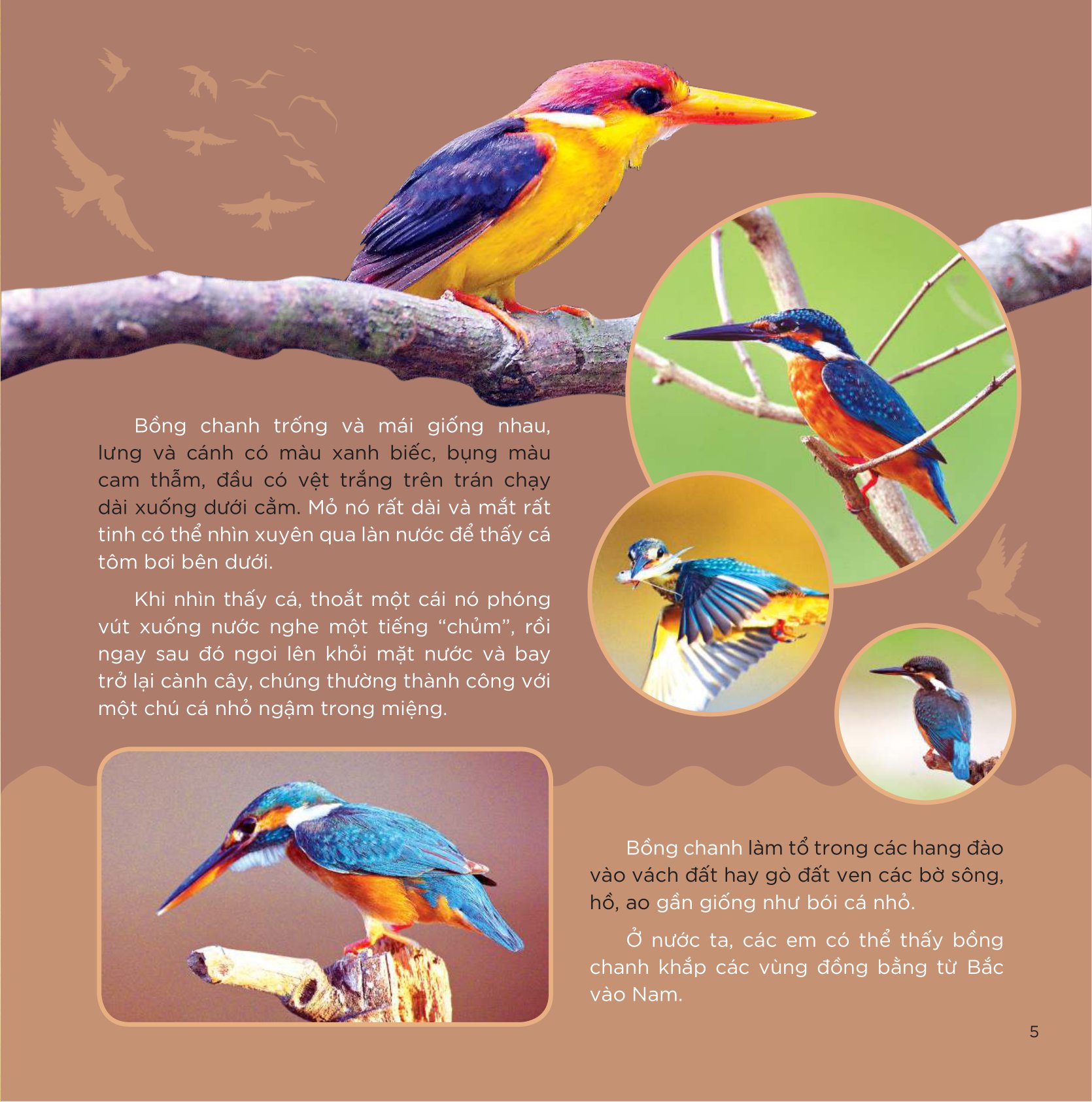 Những Cánh Chim Hoang Dã - 45 Loài Chim Đẹp Việt Nam