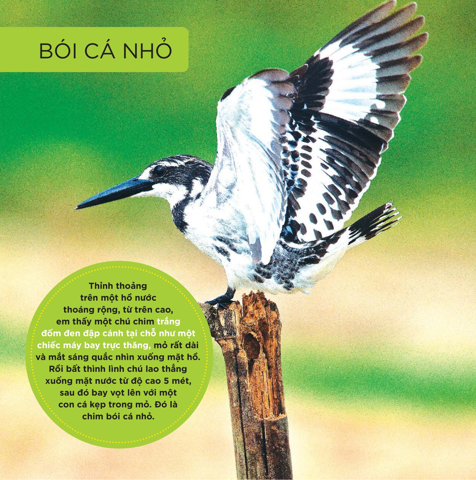 Những Cánh Chim Hoang Dã - 45 Loài Chim Đẹp Việt Nam