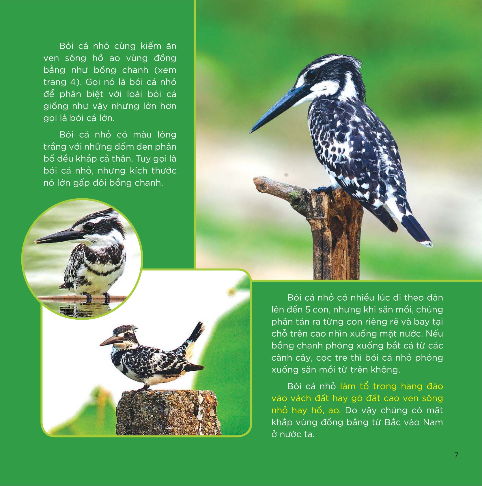 Những Cánh Chim Hoang Dã - 45 Loài Chim Đẹp Việt Nam