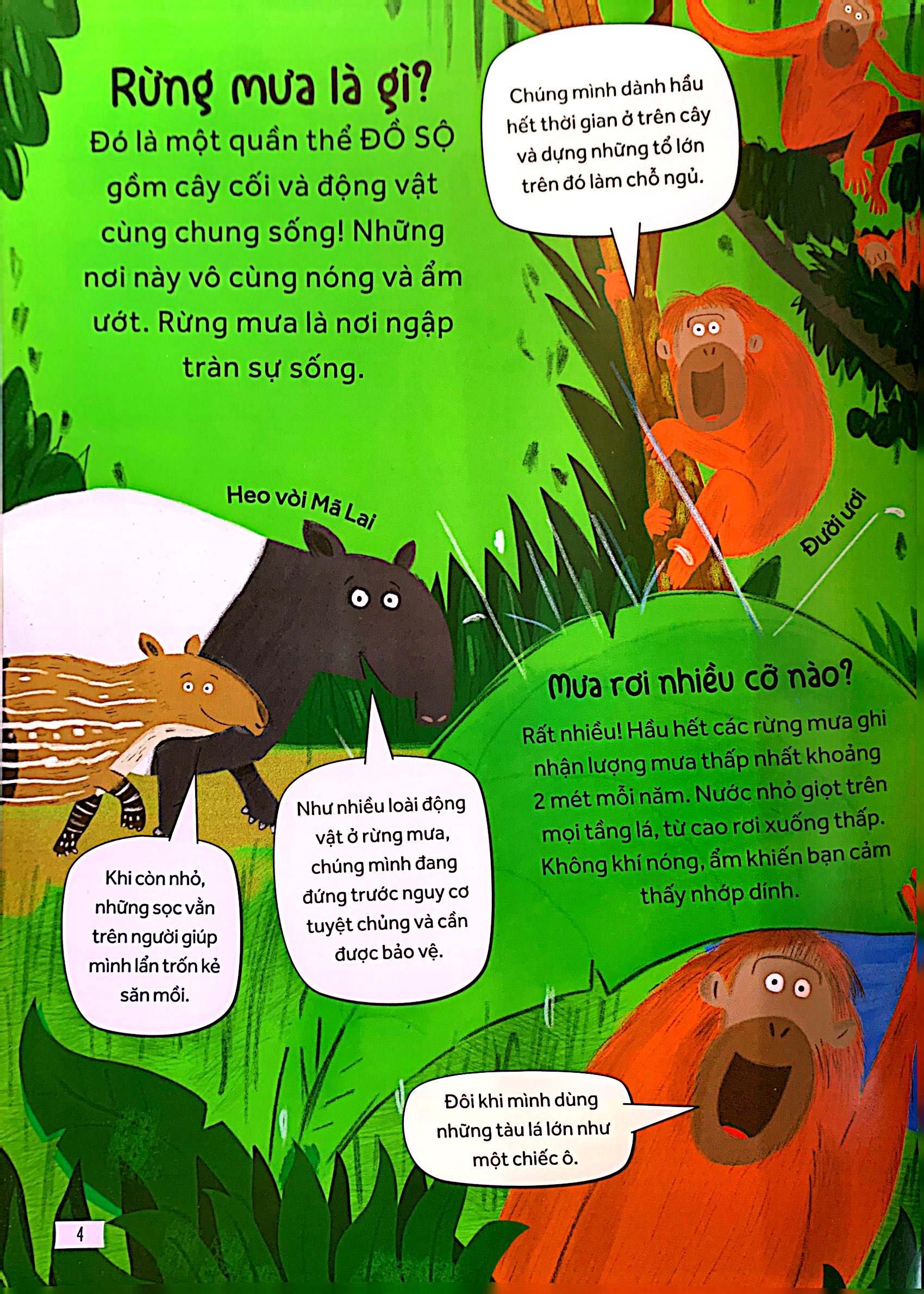 những câu hỏi tò mò và giải đáp thú vị về rừng mưa