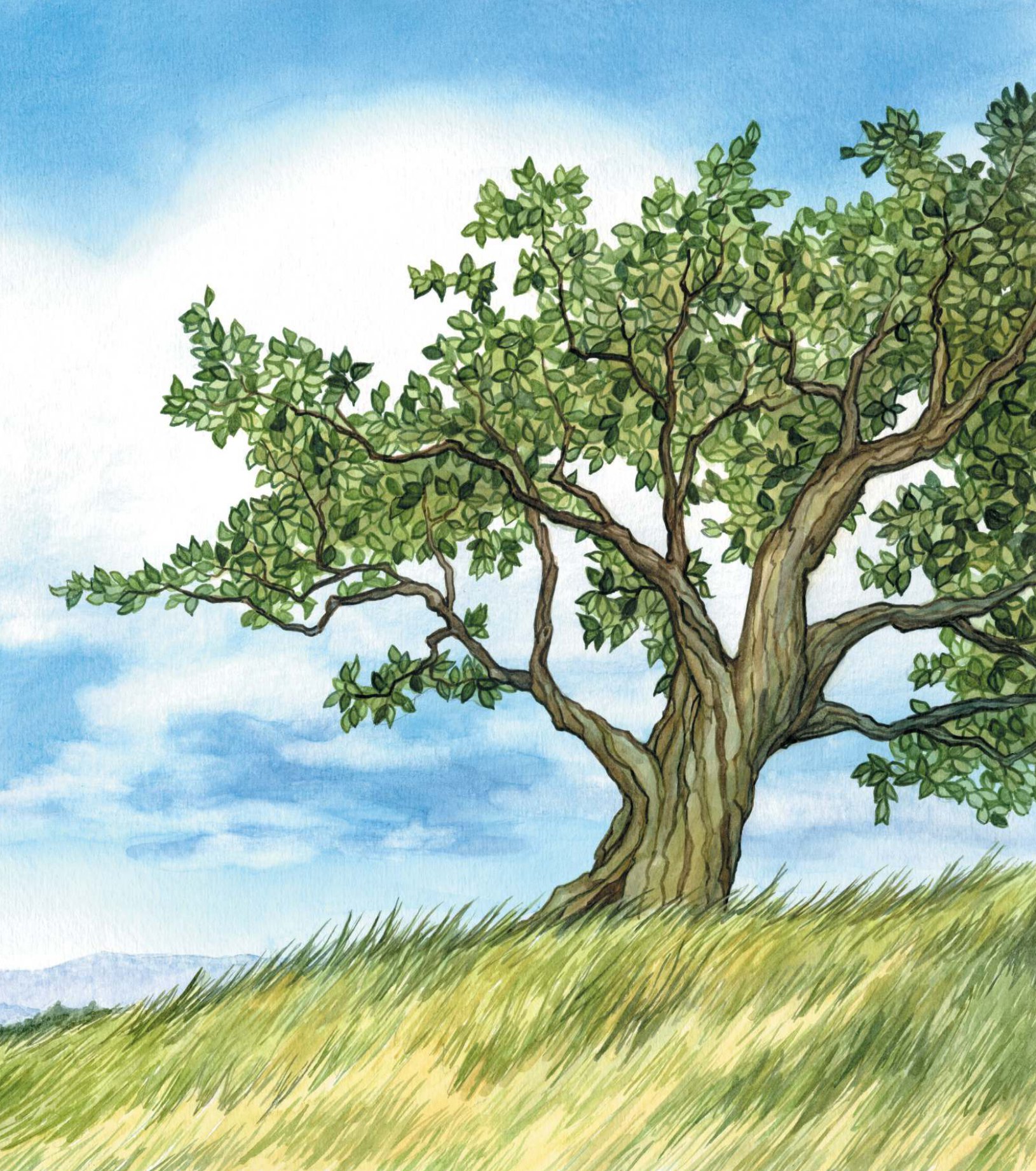 những cuộc phiêu lưu kì thú - chuyến bay li kì