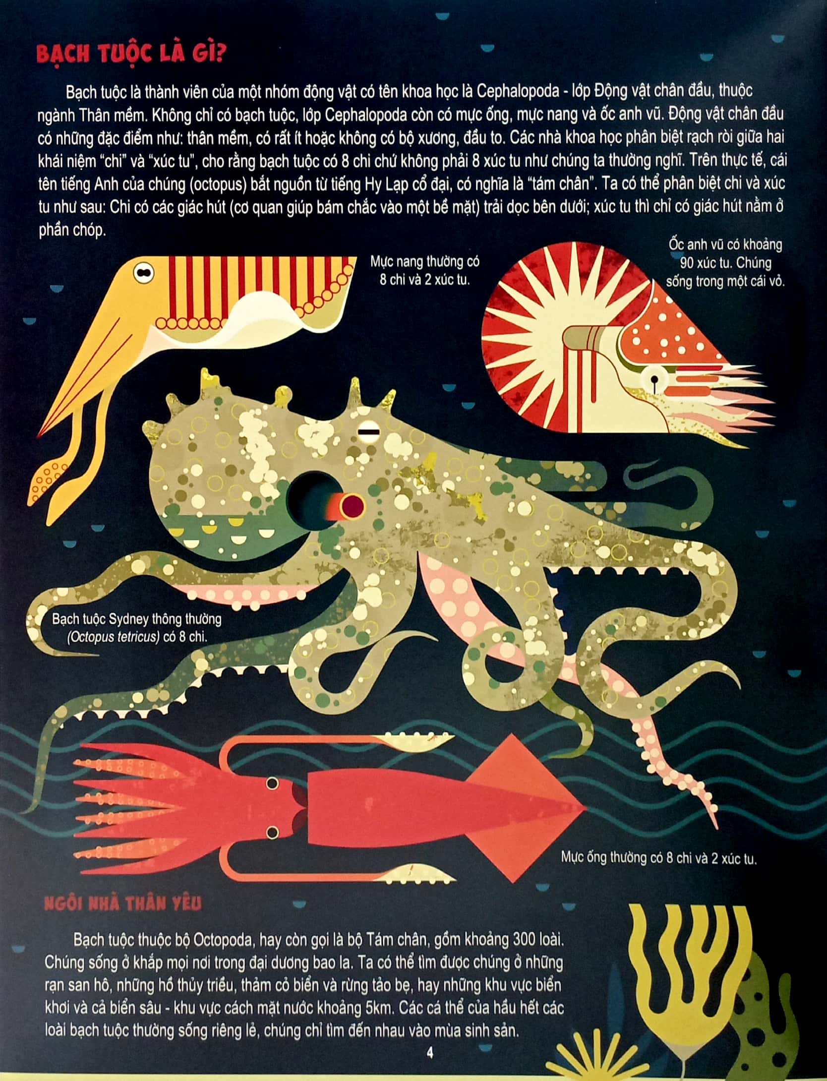 những điều chưa biết về… - bạch tuộc