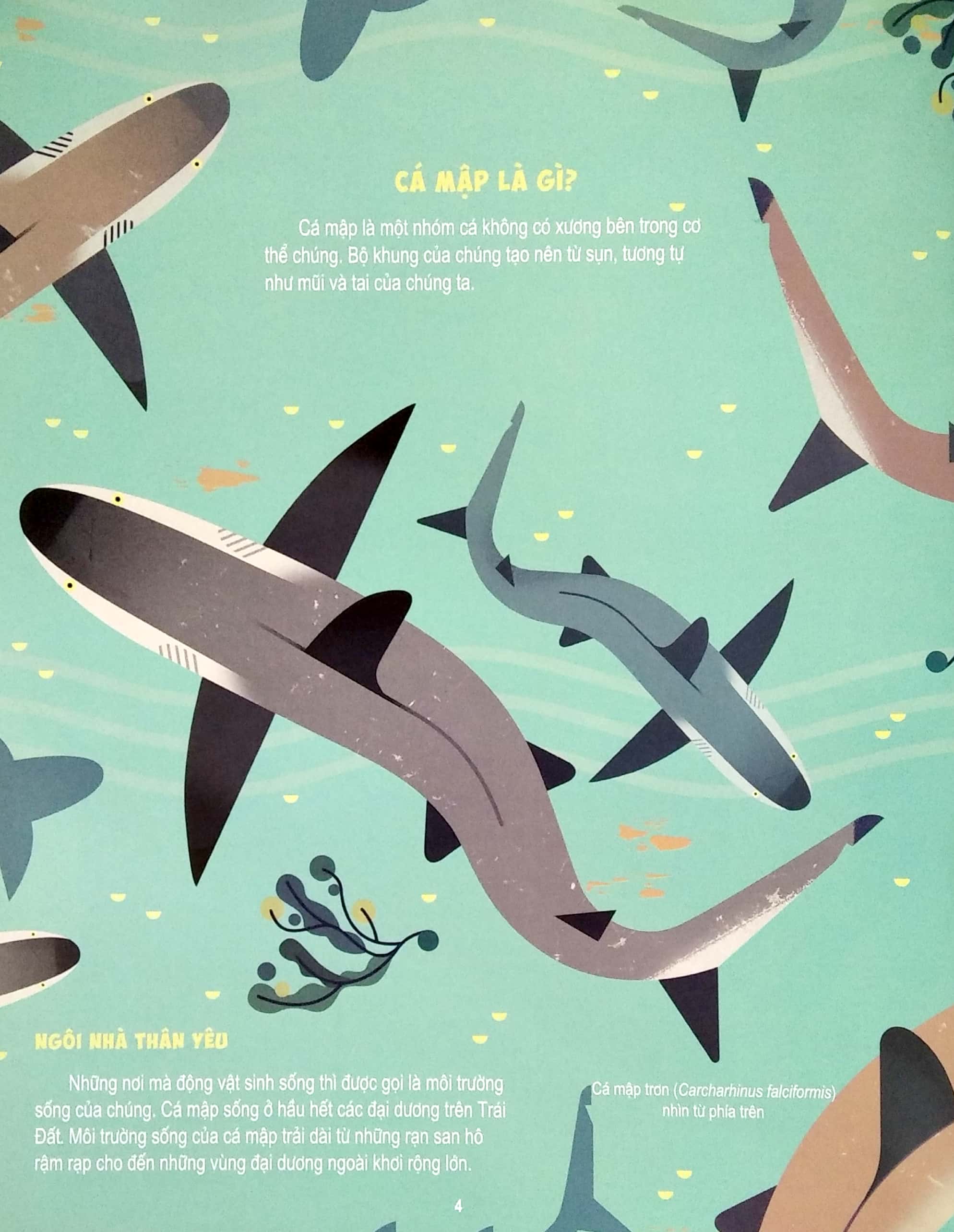 những điều chưa biết về… - cá mập