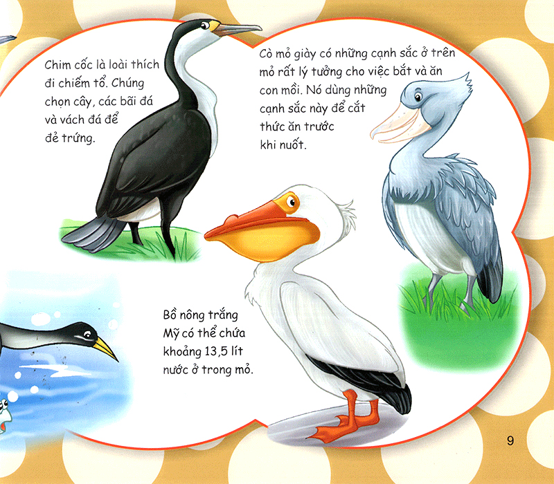 những điều kỳ thú - thú vị các loài chim