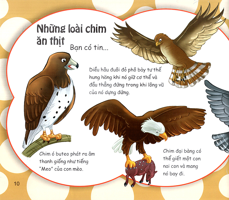 những điều kỳ thú - thú vị các loài chim