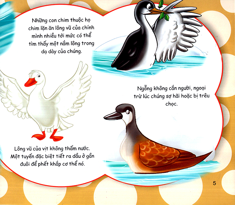 những điều kỳ thú - thú vị các loài chim