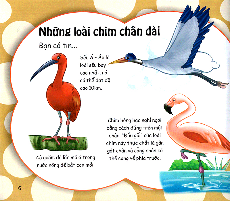 những điều kỳ thú - thú vị các loài chim