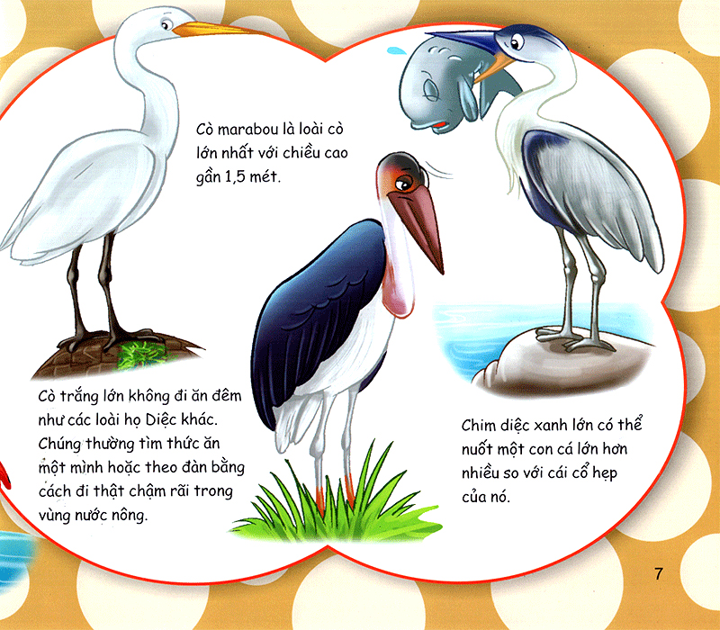 những điều kỳ thú - thú vị các loài chim