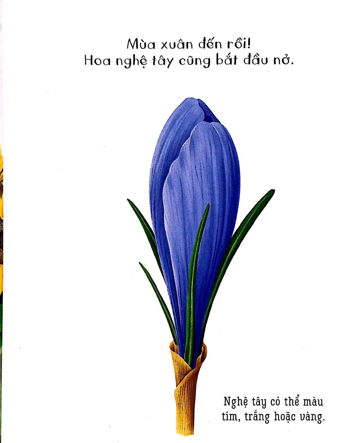 những khám phá đầu tiên của tớ - hoa