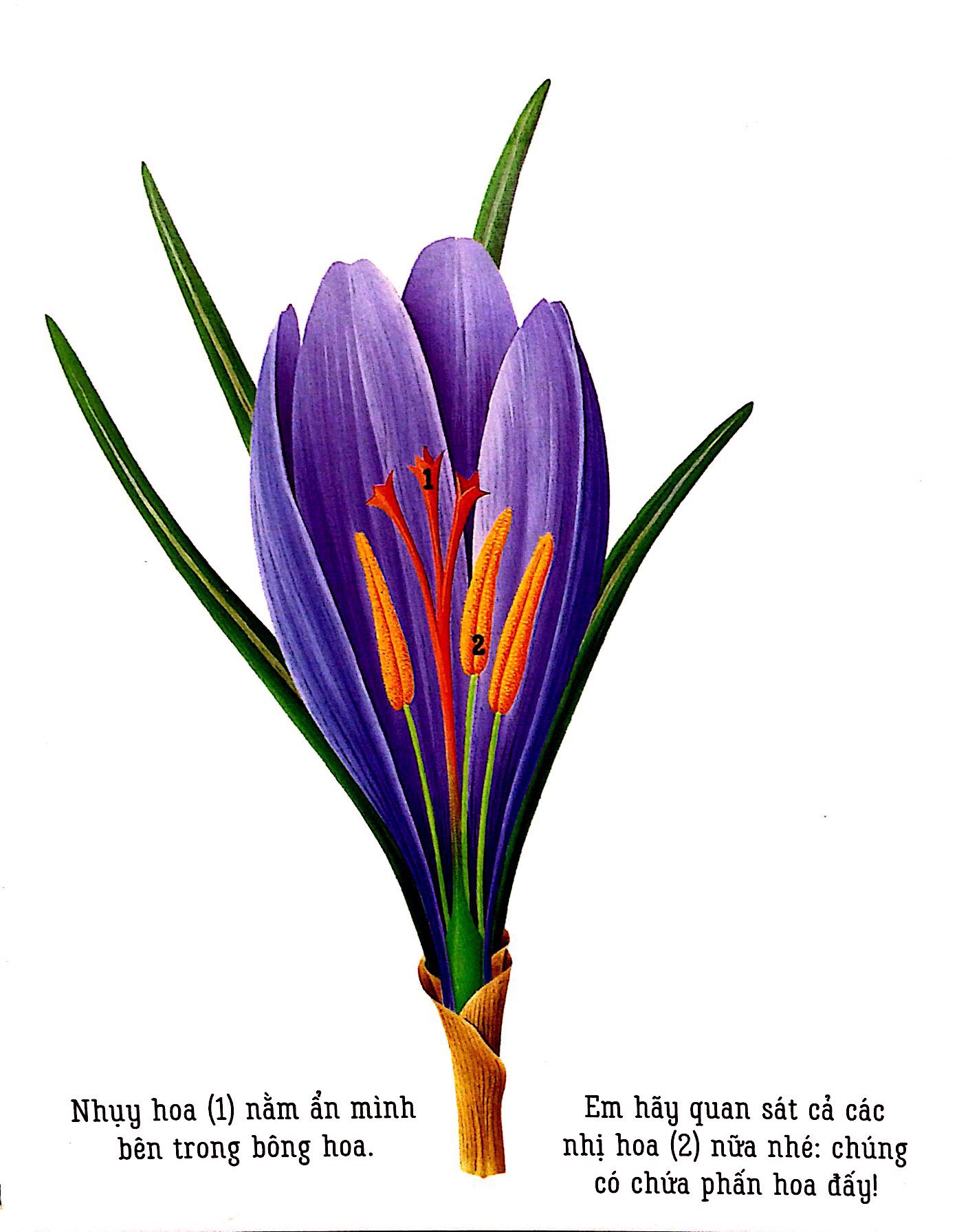 những khám phá đầu tiên của tớ - hoa