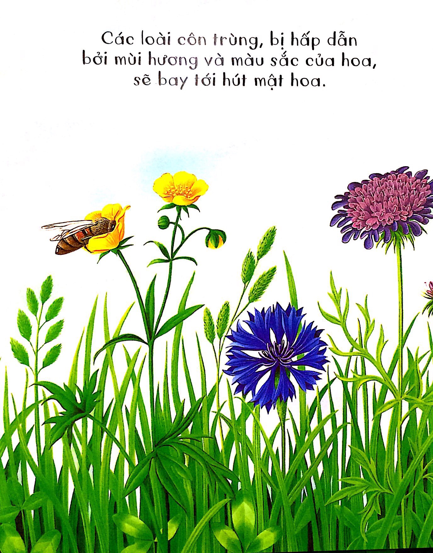 những khám phá đầu tiên của tớ - hoa