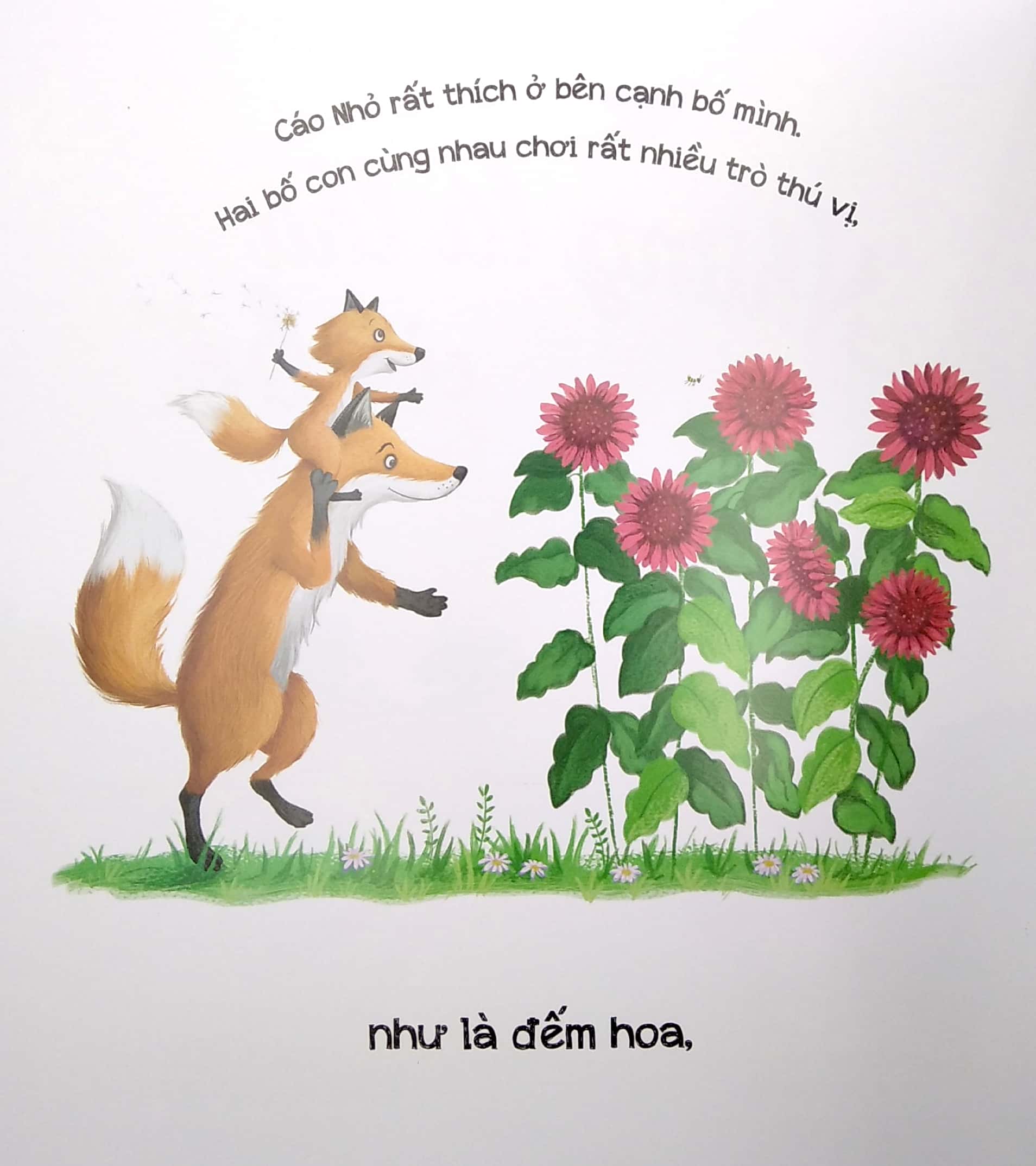 những lá thư của bố