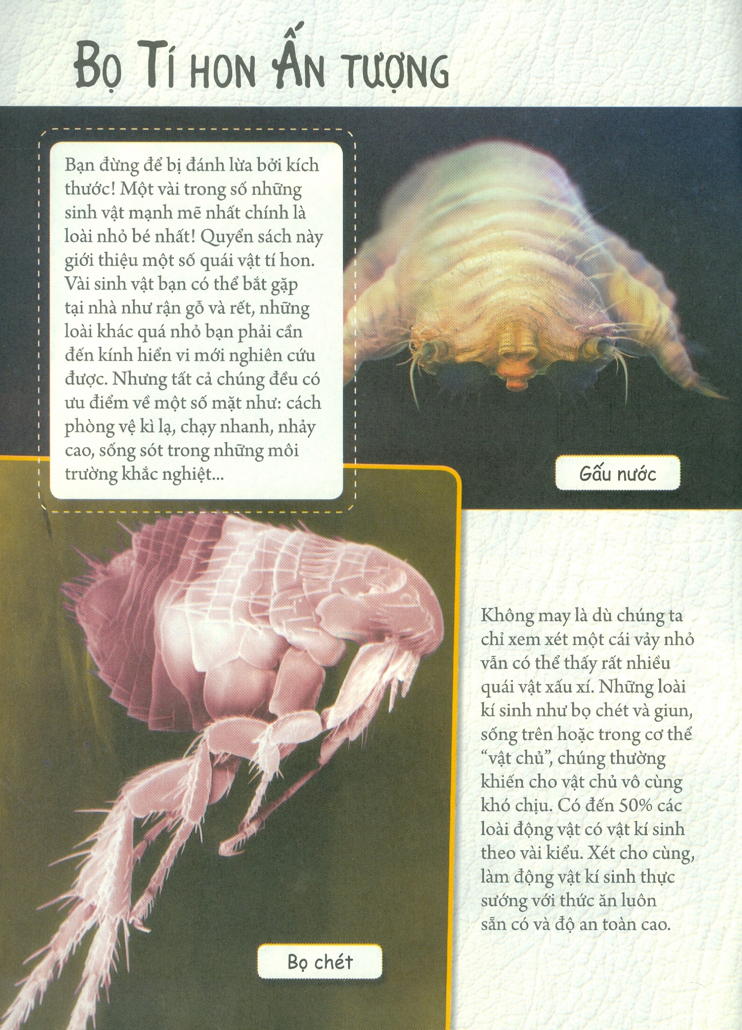 những loài bọ phá kỷ lục - bọ tí hon ấn tượng