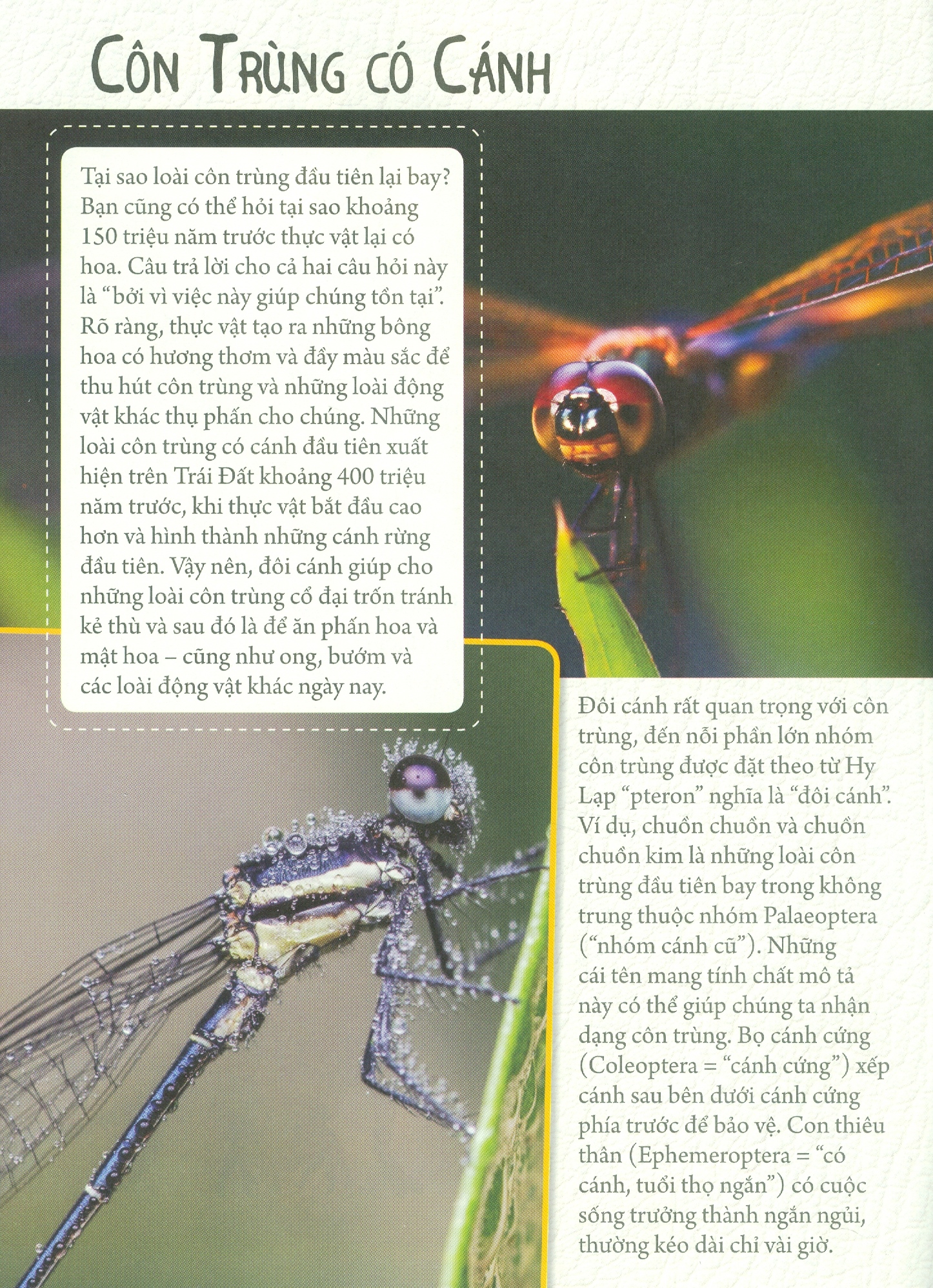 những loài bọ phá kỷ lục - côn trùng có cánh