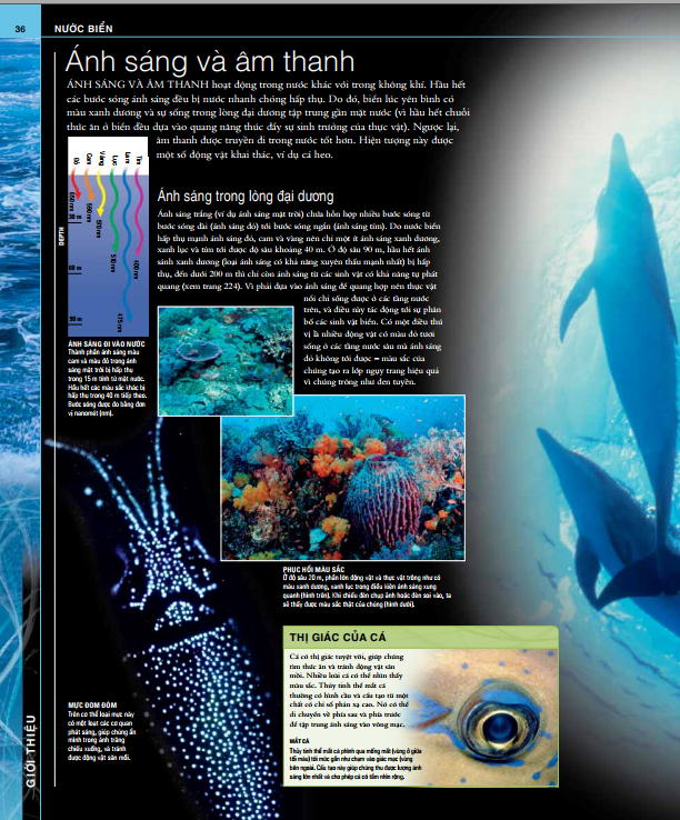 ocean - thuyết minh trực quan nhất về đại dương