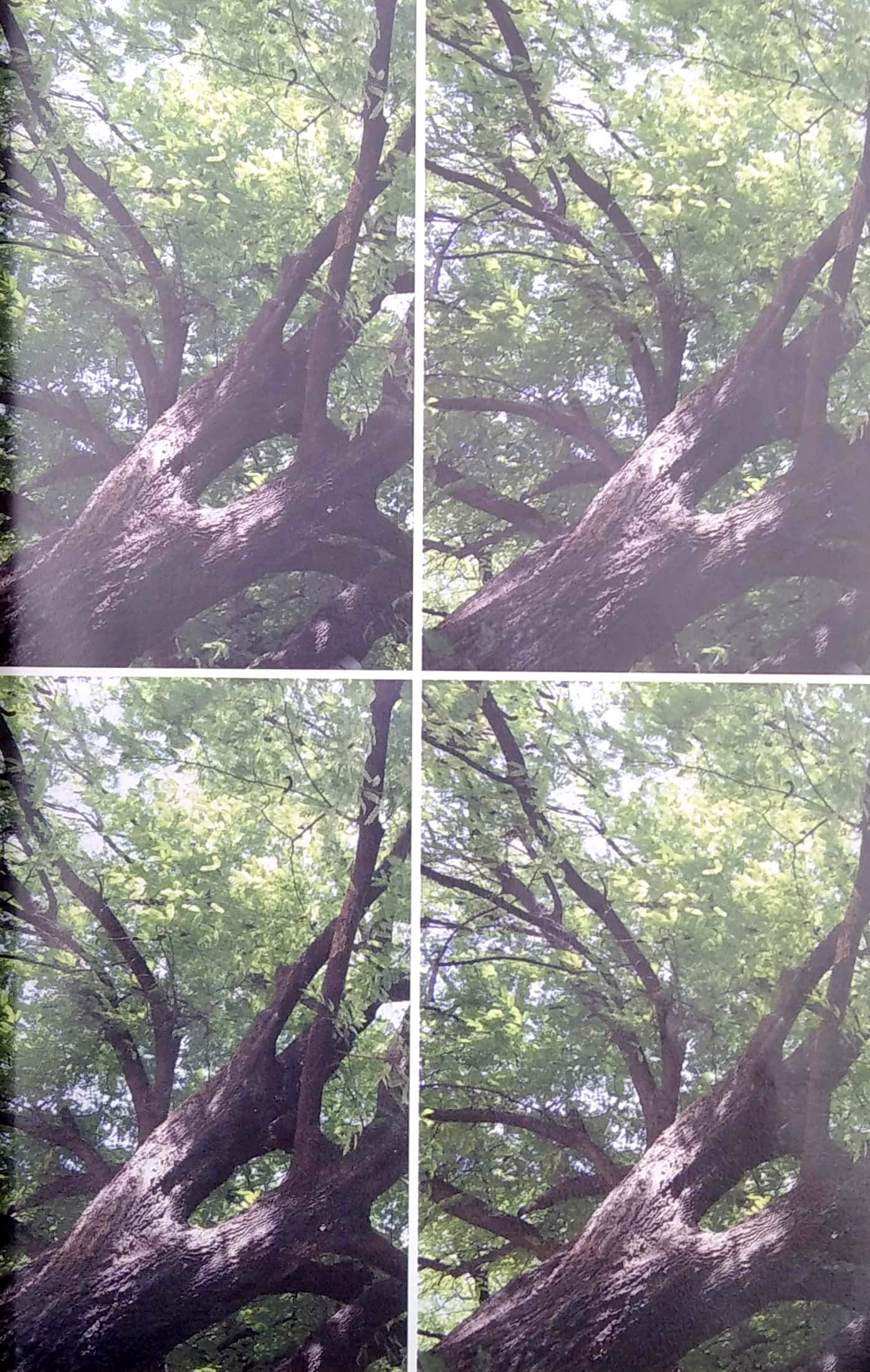 osho - tantra: con đường của sự chấp nhận (tái bản 2022)