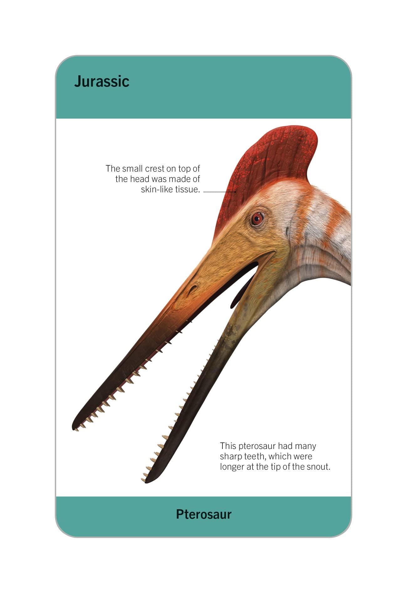 our world in pictures - dinosaurs and other prehistoric creatures flash cards