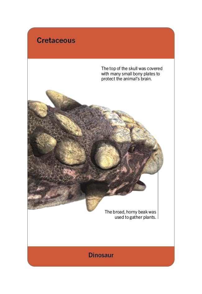 our world in pictures - dinosaurs and other prehistoric creatures flash cards