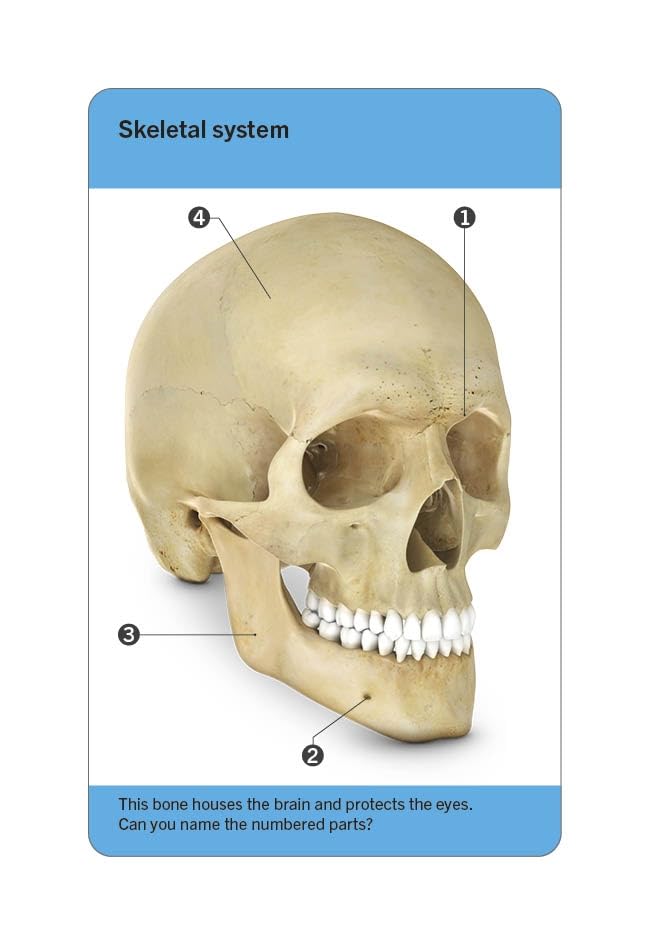 our world in pictures - human body flash cards