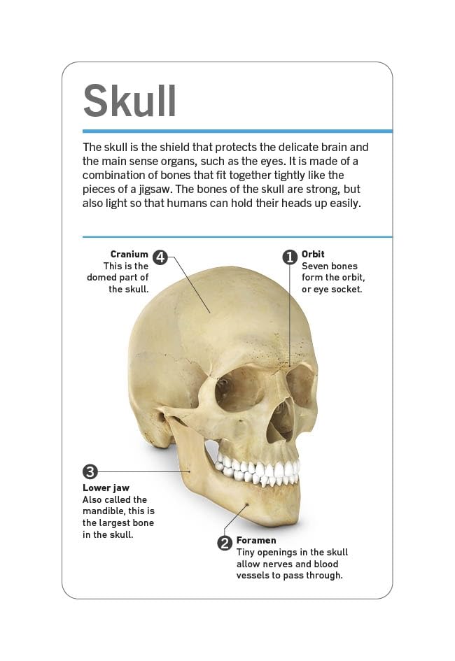 our world in pictures - human body flash cards
